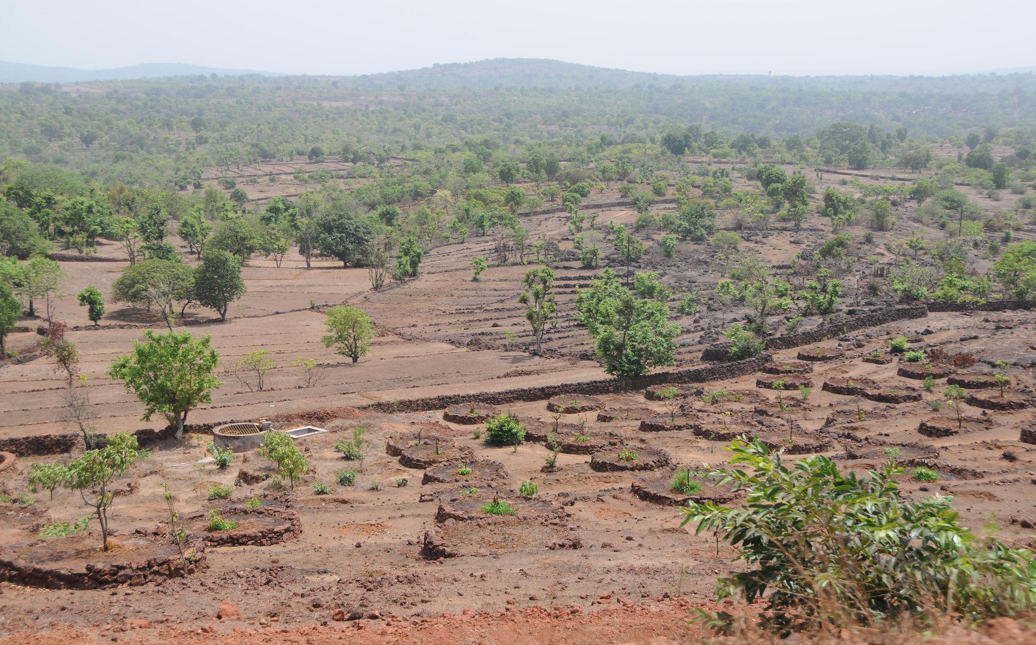 A view of the Konkan taken at the hottest, driest time of year