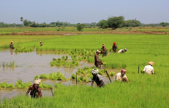 Rice paddy fields near the delta of the River Kaveri