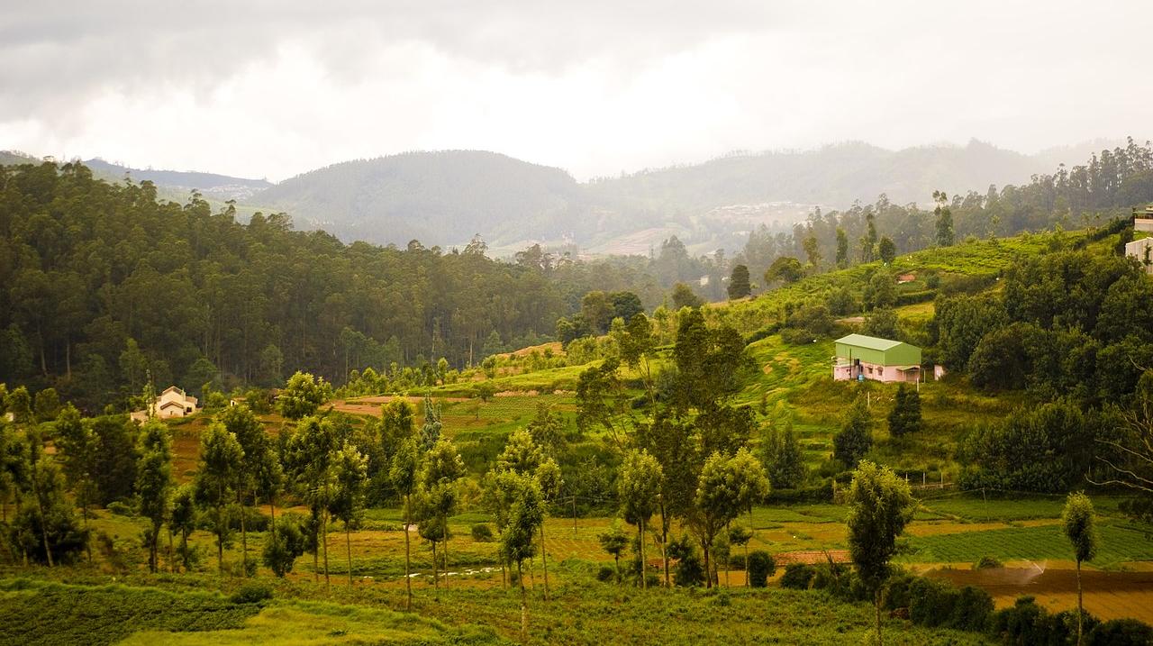 Rainforests in the Nilgiri Hills
