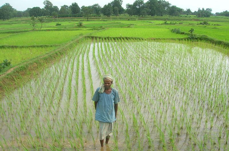 Rice paddies in Chhattisgarh lowlands