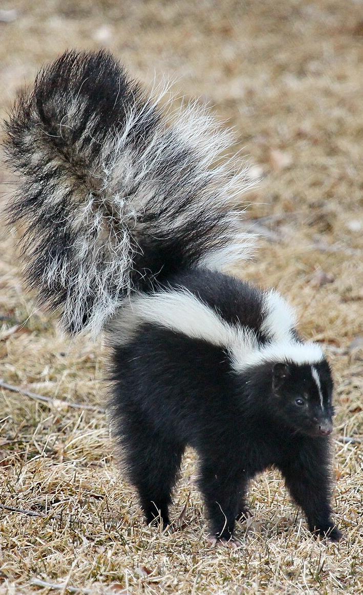 A striped skunk about to spray