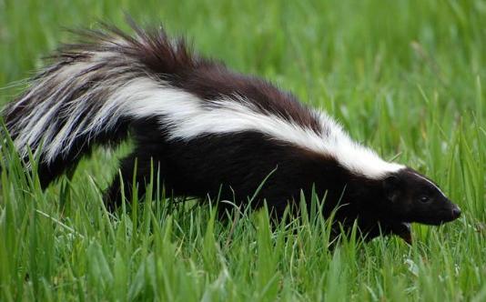 Striped skunk