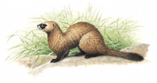 Black-footed ferret