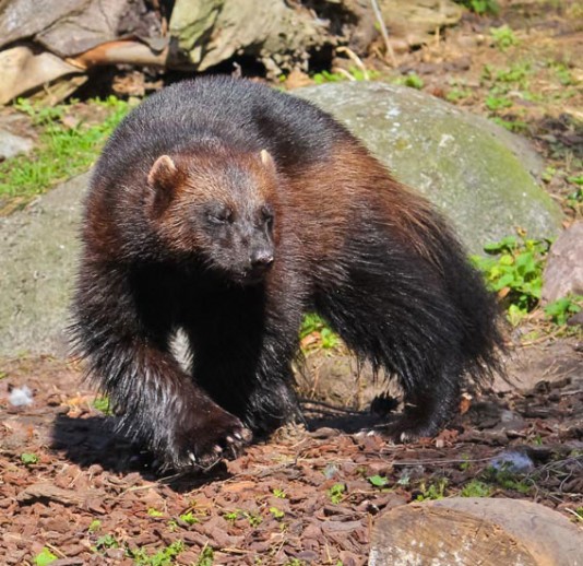 Wolverine