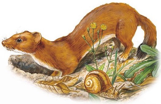 Stoat