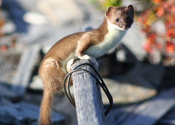 Least weasel