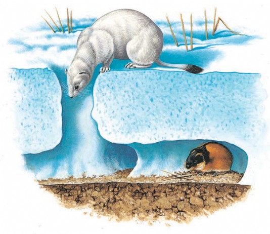 A stoat has found this lemming's burrow 