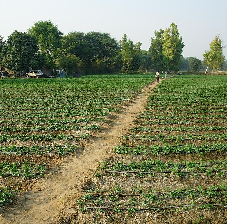 Strawberry fields outside the village of Saharwa, Hisar district