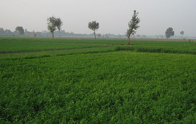 Irrigated farmland on the plains of Fatehabad district