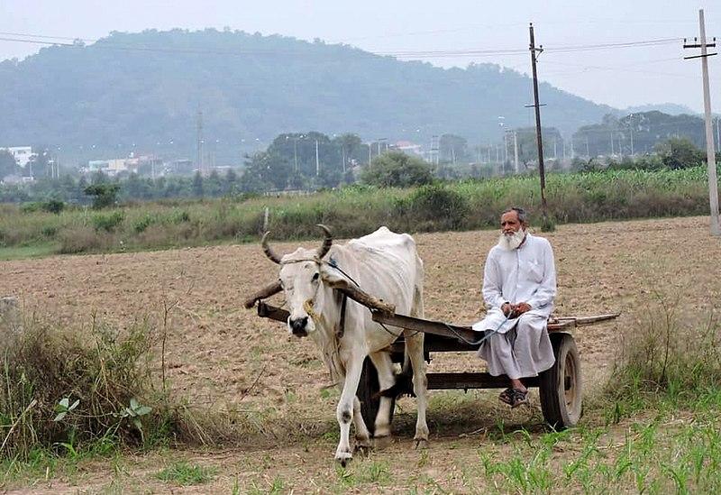 Farmer with ox and cart, from the northern village of Saketri, near Chandigarh