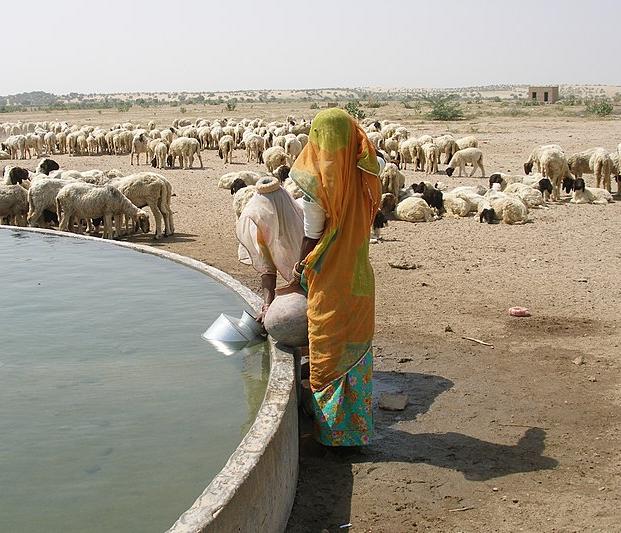 A well in the Thar Desert providing water for sheep