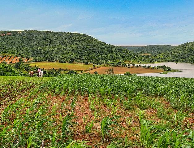 Farmland north of the River Krishna