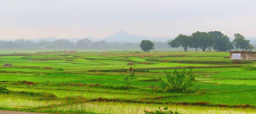 Rice paddies, Jharkhand