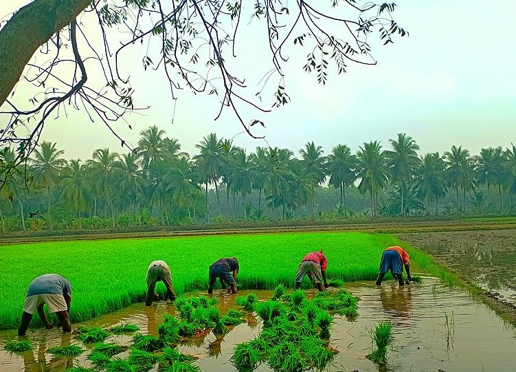 Rice paddies in Andhra Pradesh's fertile delta region