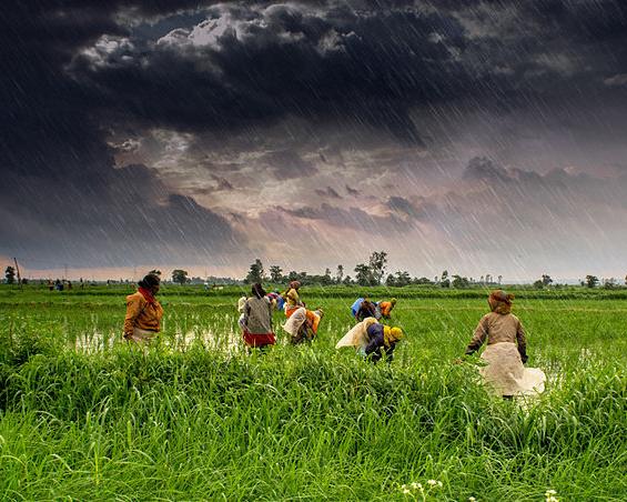 Farm labourers working in the rain, Rajgarh district