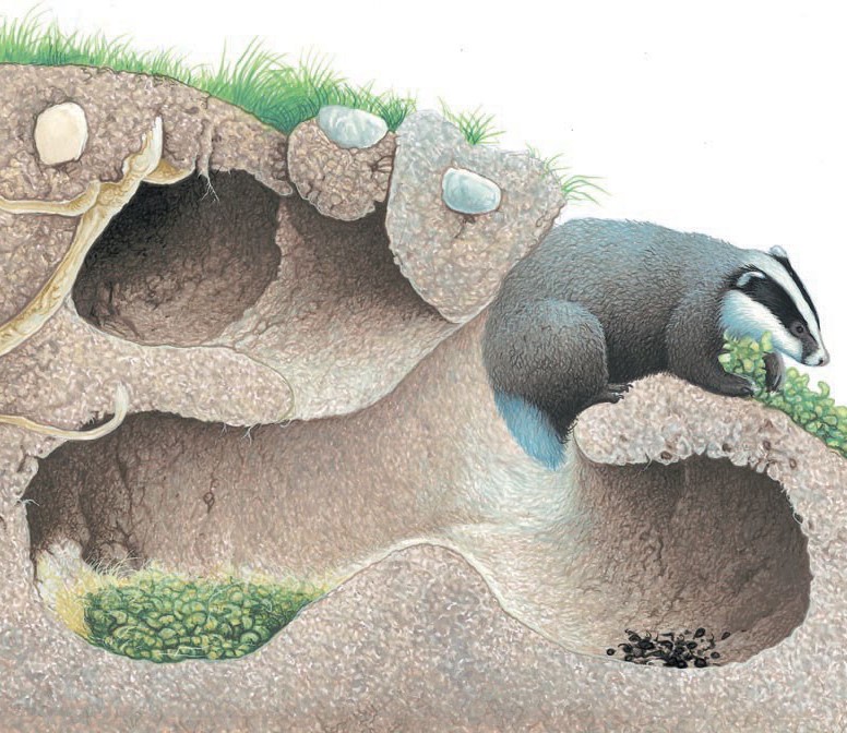 Cross-section view of a badger's sett