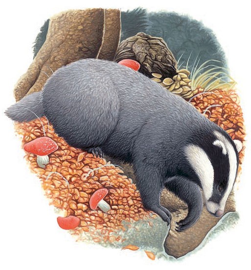 A badger claws out the soil