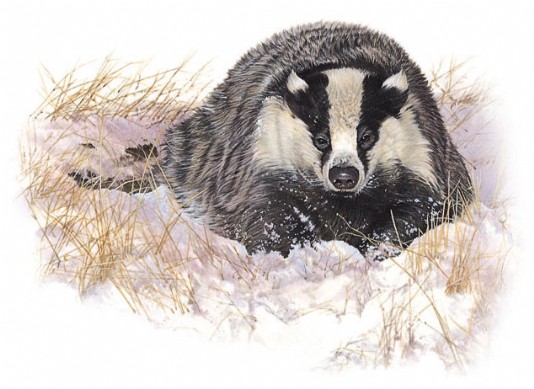European badger