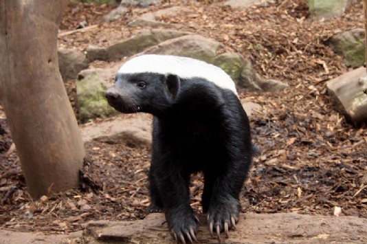 A honey badger, or ratel 