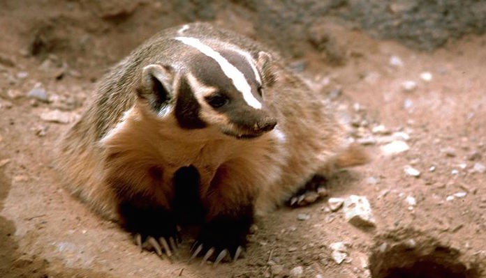 American badger