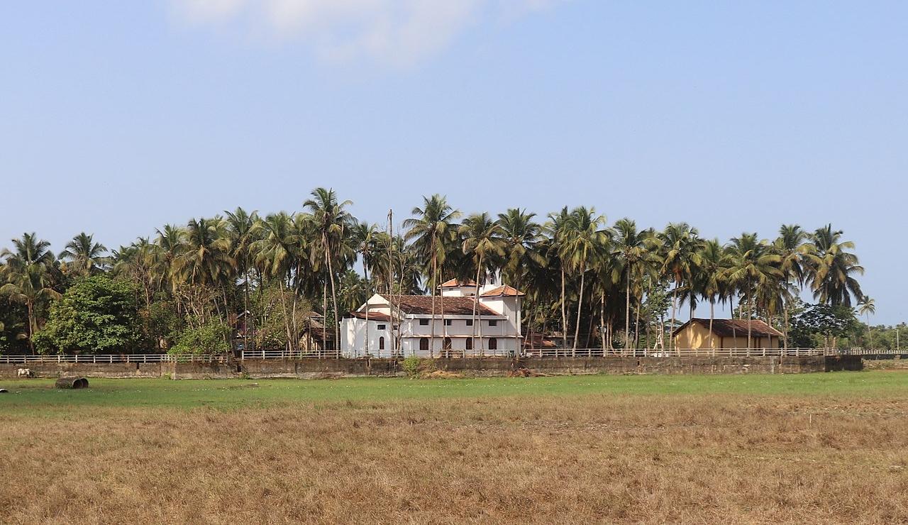 Coconut palms on the coastal plain of Salcete