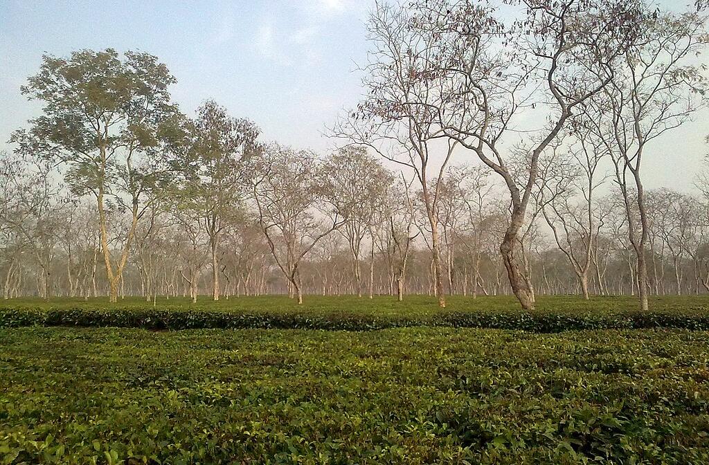 An Assam tea garden in Sonitpur district