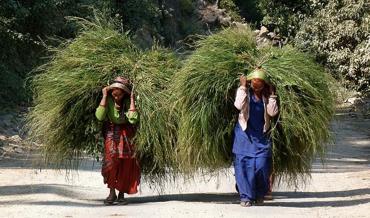 Farm labourers in Uttarakhand carrying hay