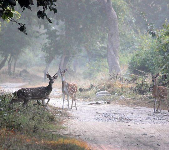 Forest in the Bhabar-Terai belt of Uttarakhand