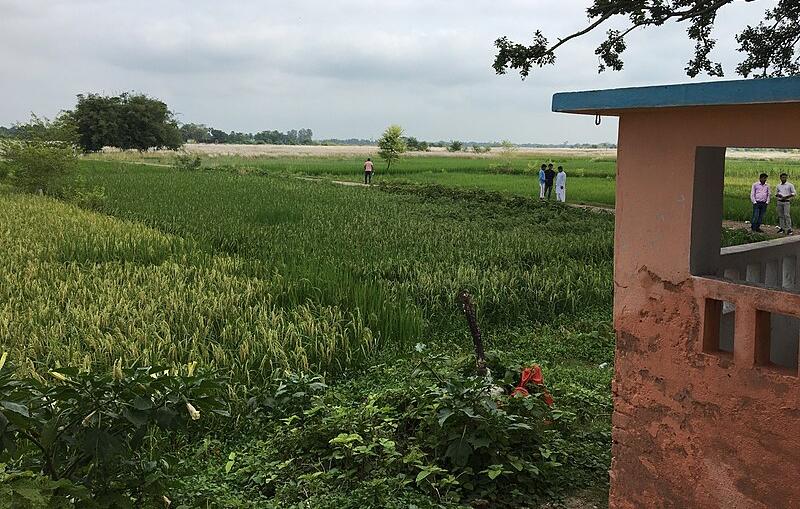 Rice paddy in Siwan district, Bihar