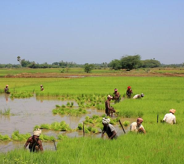 Paddy fields near the Kaveri delta, Tamil Nadu
