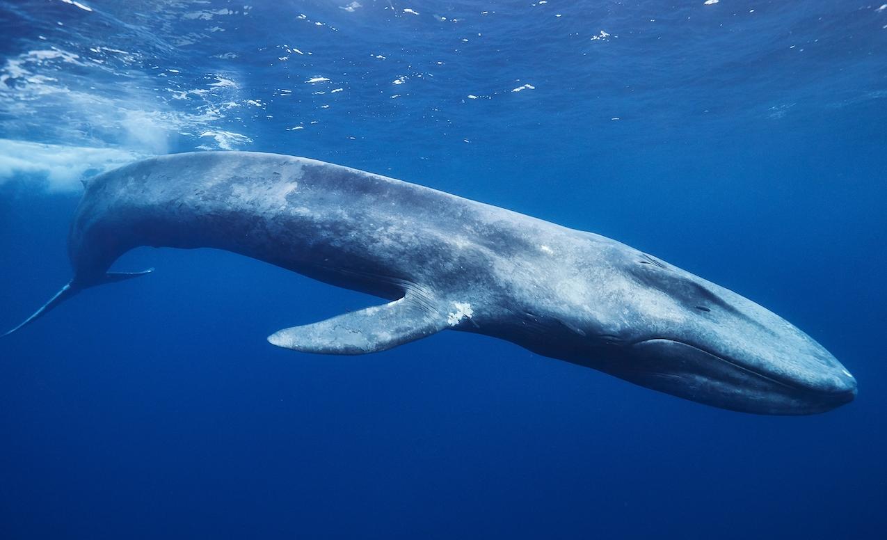 Blue whale