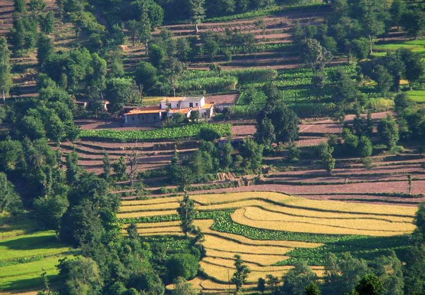 Terraced fields in Kasauli, Sivalik Hills