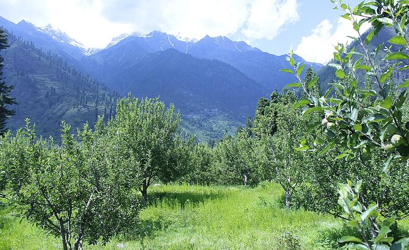 Apple plantations in Pulga, in the Parvati valley, Kullu district,