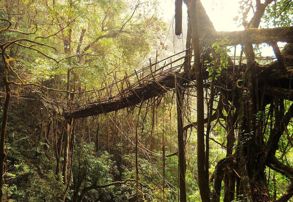 Suspension bridge built from the living roots of nearby trees by local Khasi people, Meghalaya