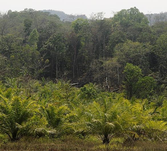 Oil palm plantation on land traditionally used for jhum