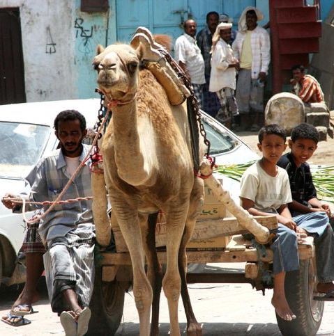 Camel drawing cart, Yemen