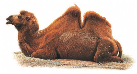 Bactrian camel