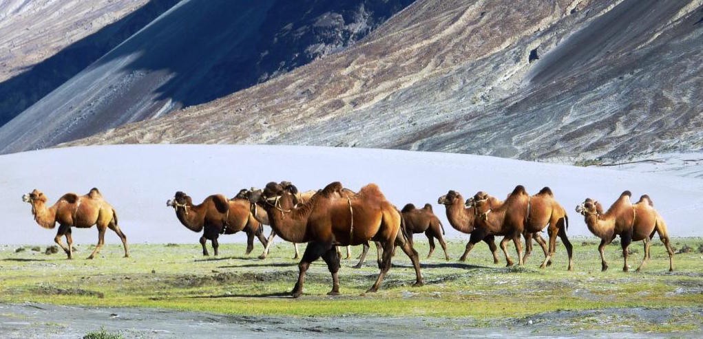 Bactrian camels in the mountains of Jammu and Kashmir