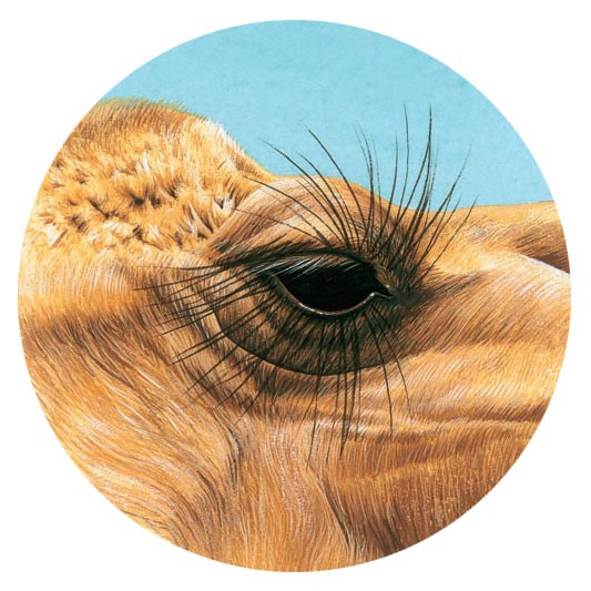 Camels' eyelashes keep out the sand