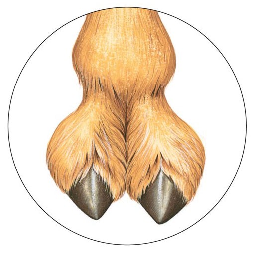 Camel foot