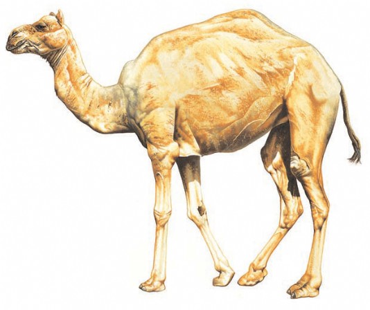 Dromedary camel