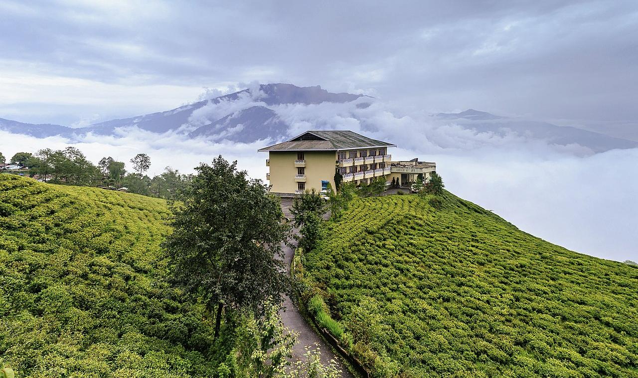 A tea garden in the Himalaya mountains of Sikkim