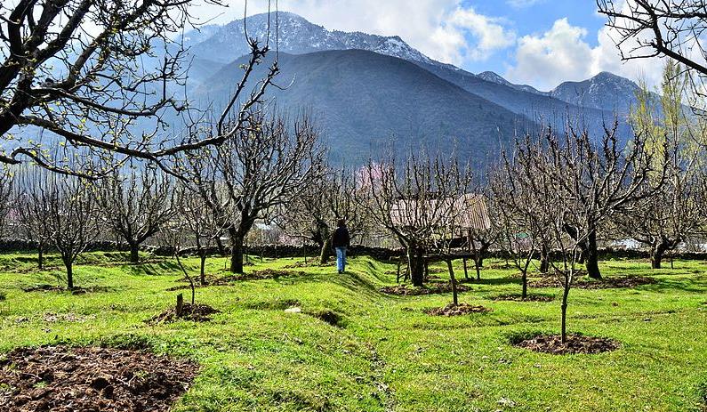 An apple orchard in Aragam, in the Vale of Kashmir
