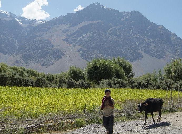 Summer in the Suru valley
