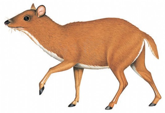 Lesser mouse deer