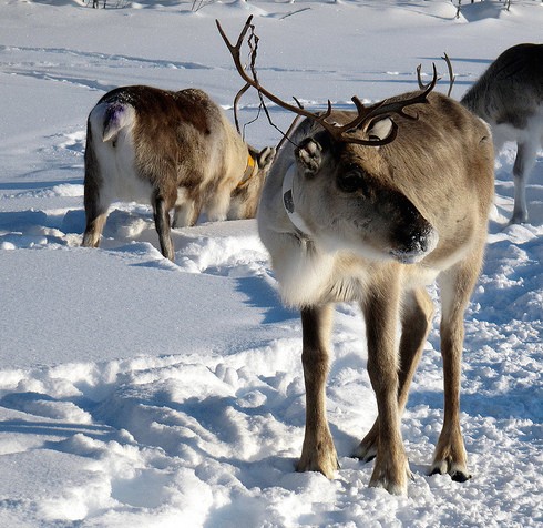 Reindeer grazing in the snow, Lapland