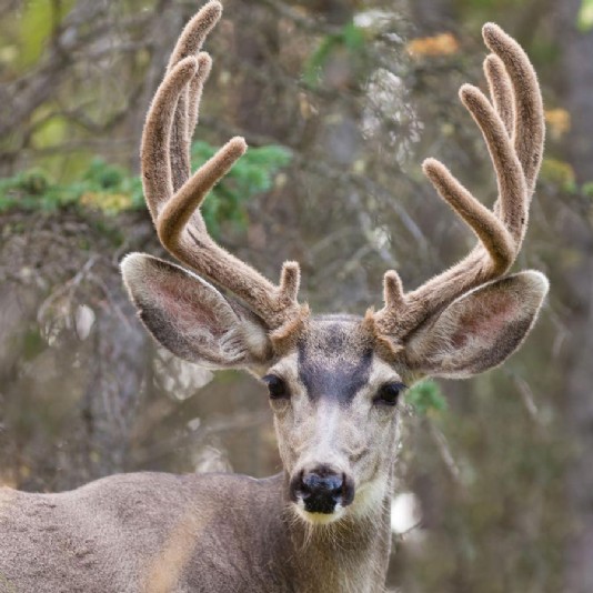 A mule deer buck with velvet-covered antlers
