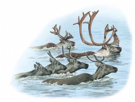 Reindeer swimming across a river
