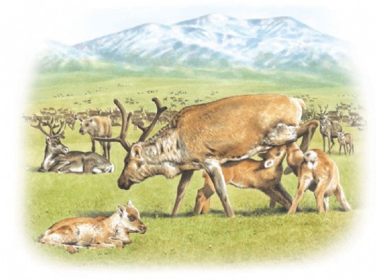 Reindeer grazing on the tundra