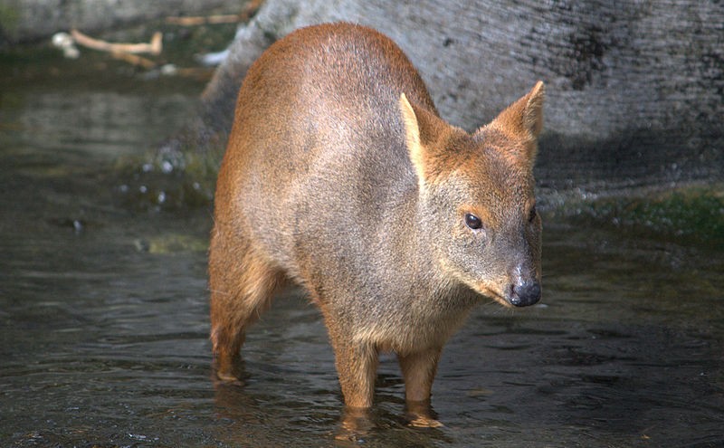 Southern pudú